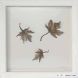 Acer leaves 3 - white frame, large Acer leaves 3 - white frame, large